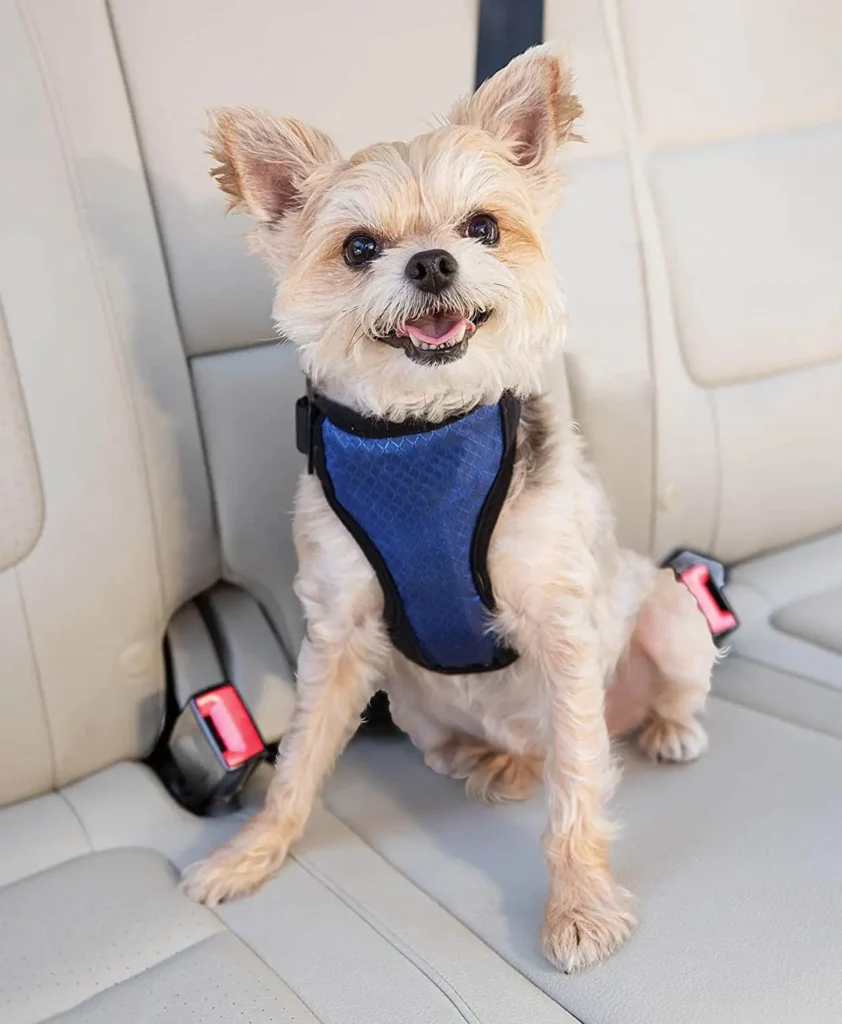 Best small Dog Harness​